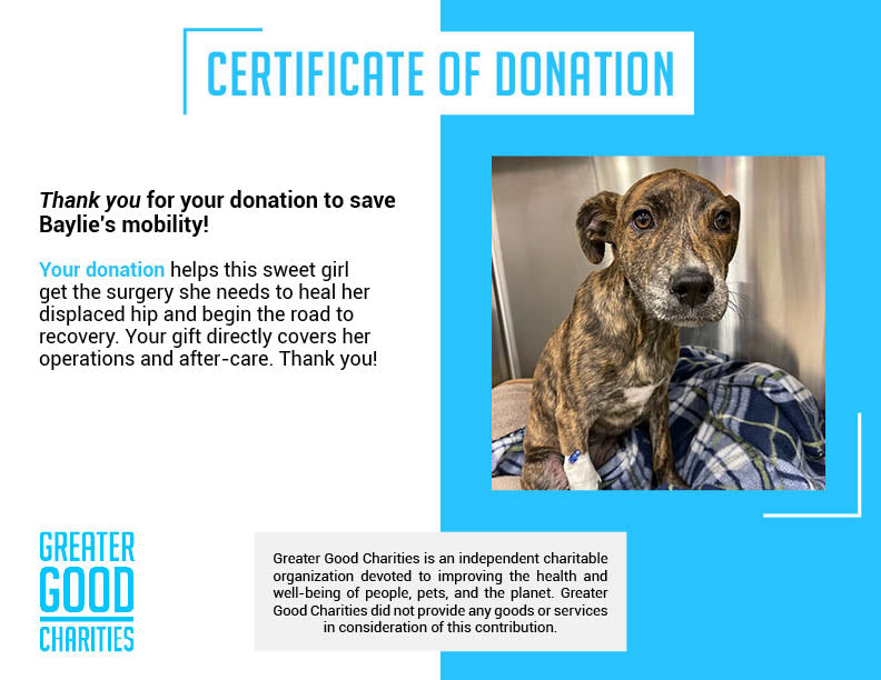 Funded - Help Baylie Recover From a Hit and Run、mySite、camillekostekn