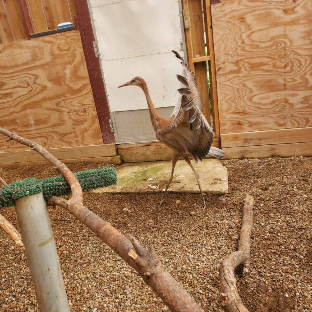 Help Orphaned Sandhill Crane Return to the Wild、mySite、camillekostekn