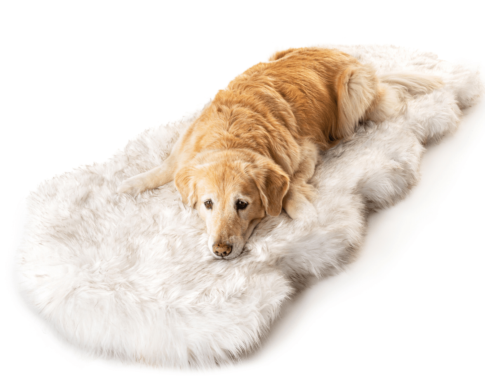 PupRug™ Runner Faux Fur Memory Foam Dog Bed - Curve White with Brown Accents、mySite、solidvoid