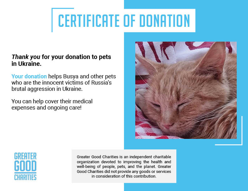 Funded: Busya the Beautiful Cat Warrior is in the Fight of Her Life、mySite、camillekostekn