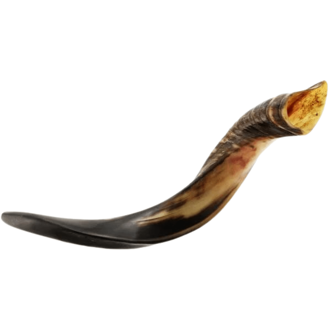  Shofar Mini Yemenite、mySite、elrpsem3k