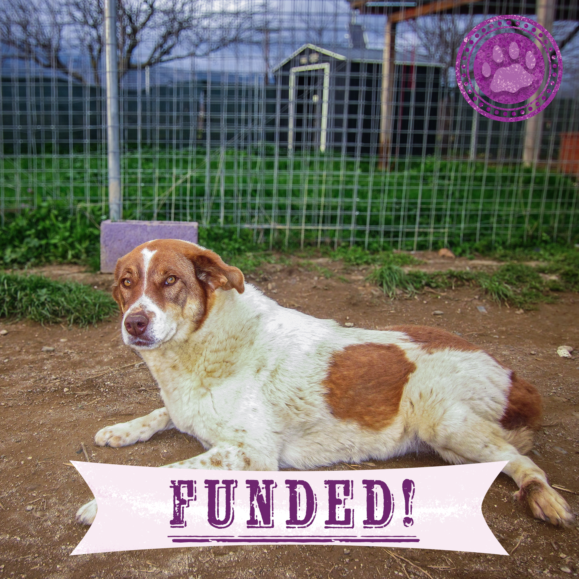 Funded: Help Aggie Walk Again After Spine Paralysis、mySite、camillekostekn