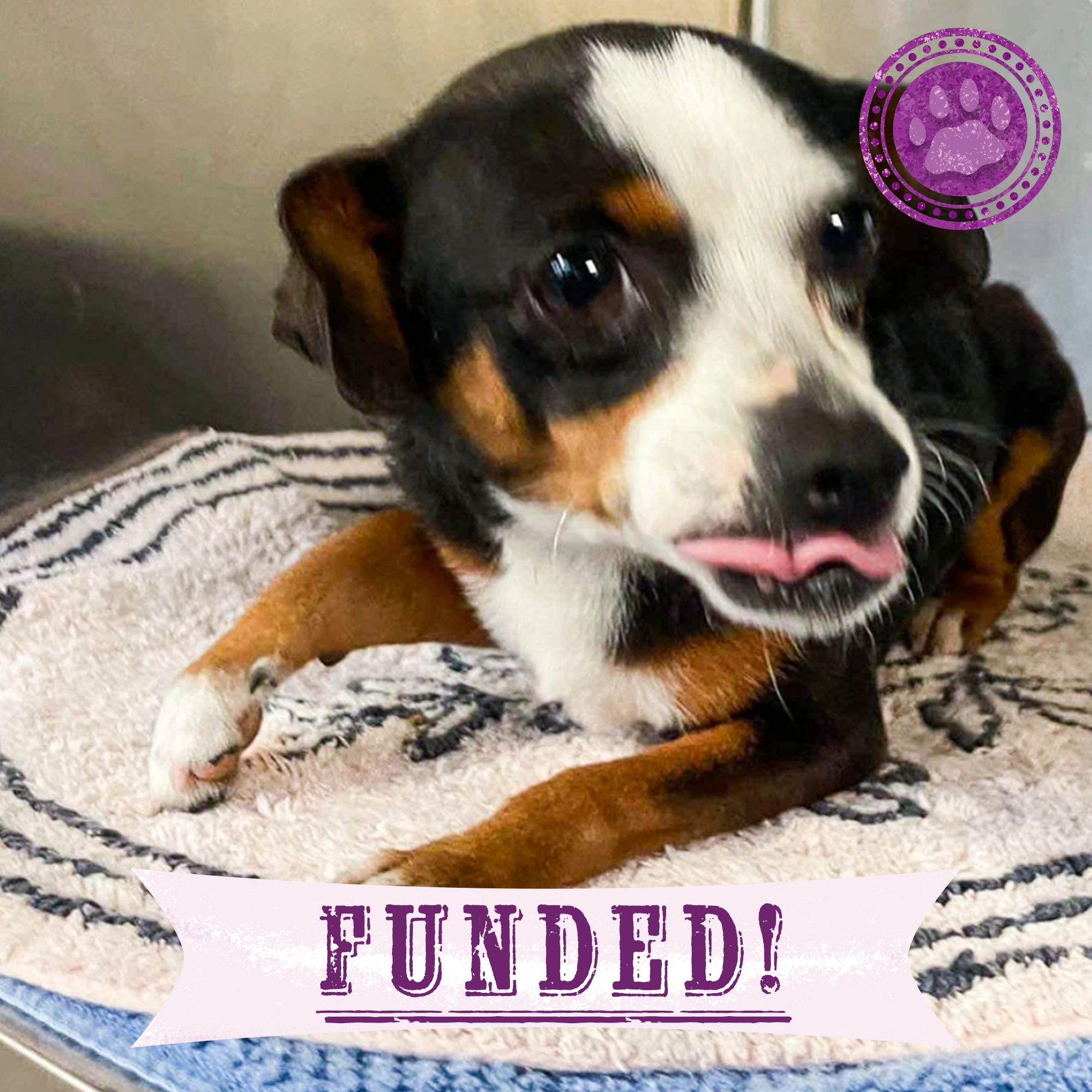 Funded: Help Heal Hailey's Broken Leg、mySite、camillekostekn