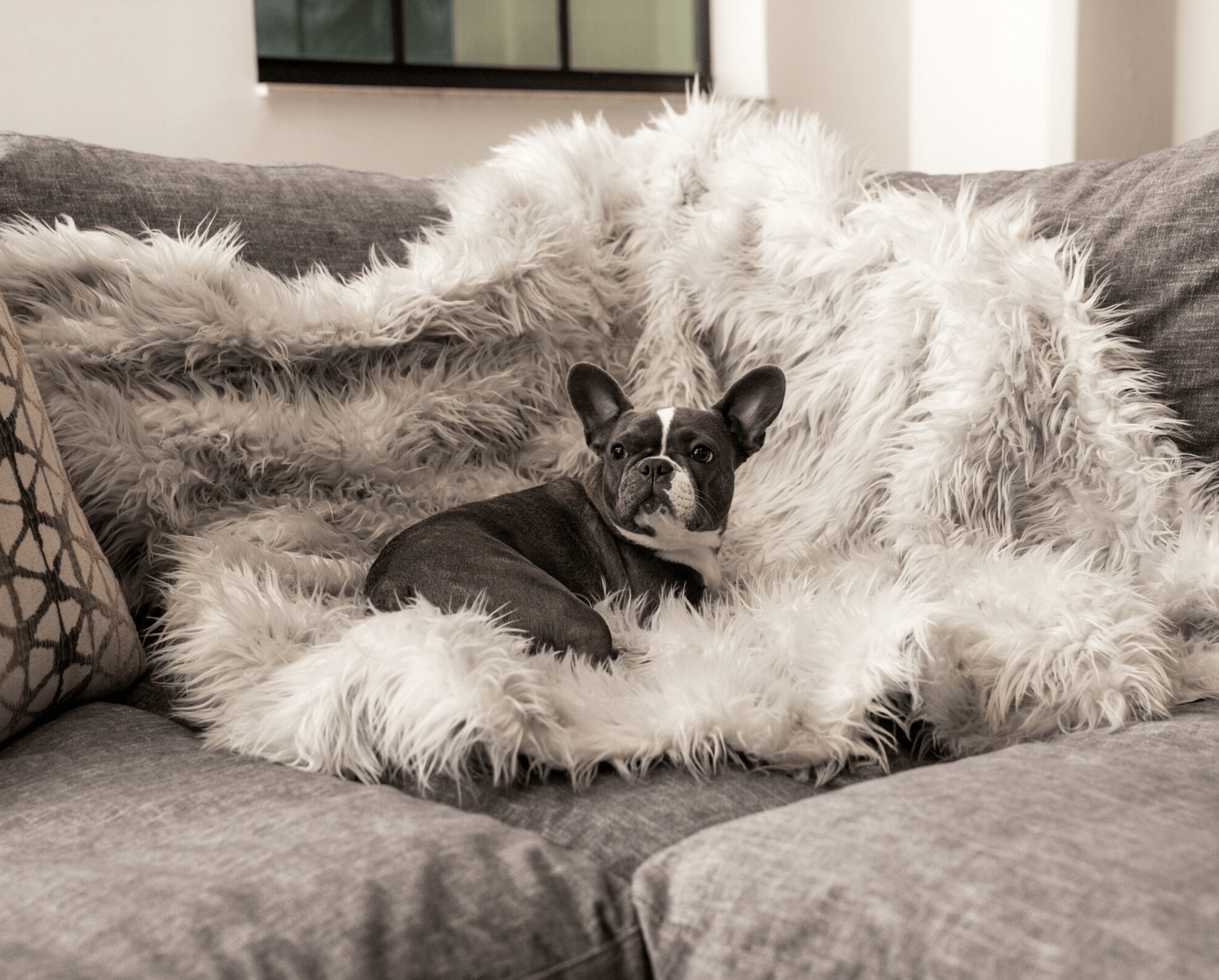 PupRug™ Bundle - Orthopedic Bed Rectangle, Grey + Matching Waterproof Blanket - Giant、mySite、solidvoid