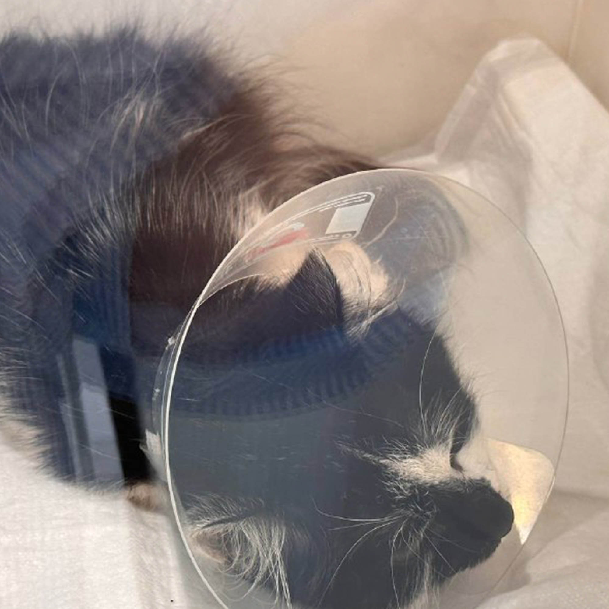 Funded: Lonely Graf Desperately Needed Live-Saving Surgery、mySite、camillekostekn