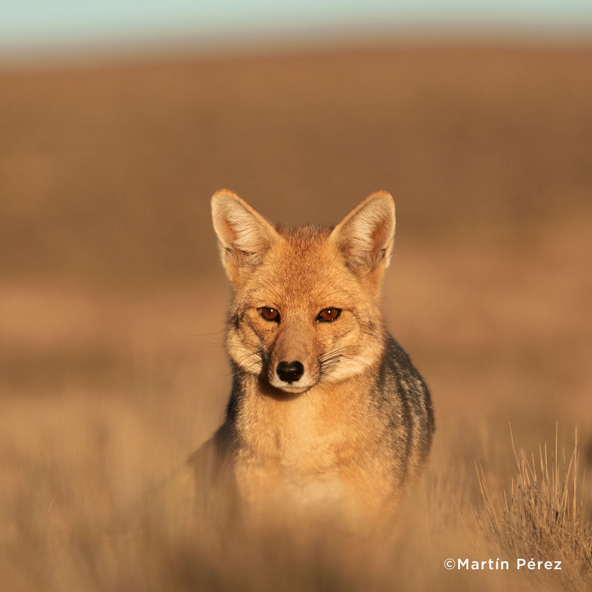 Help Protect Vital Habitat for Endangered Species、mySite、camillekostekn