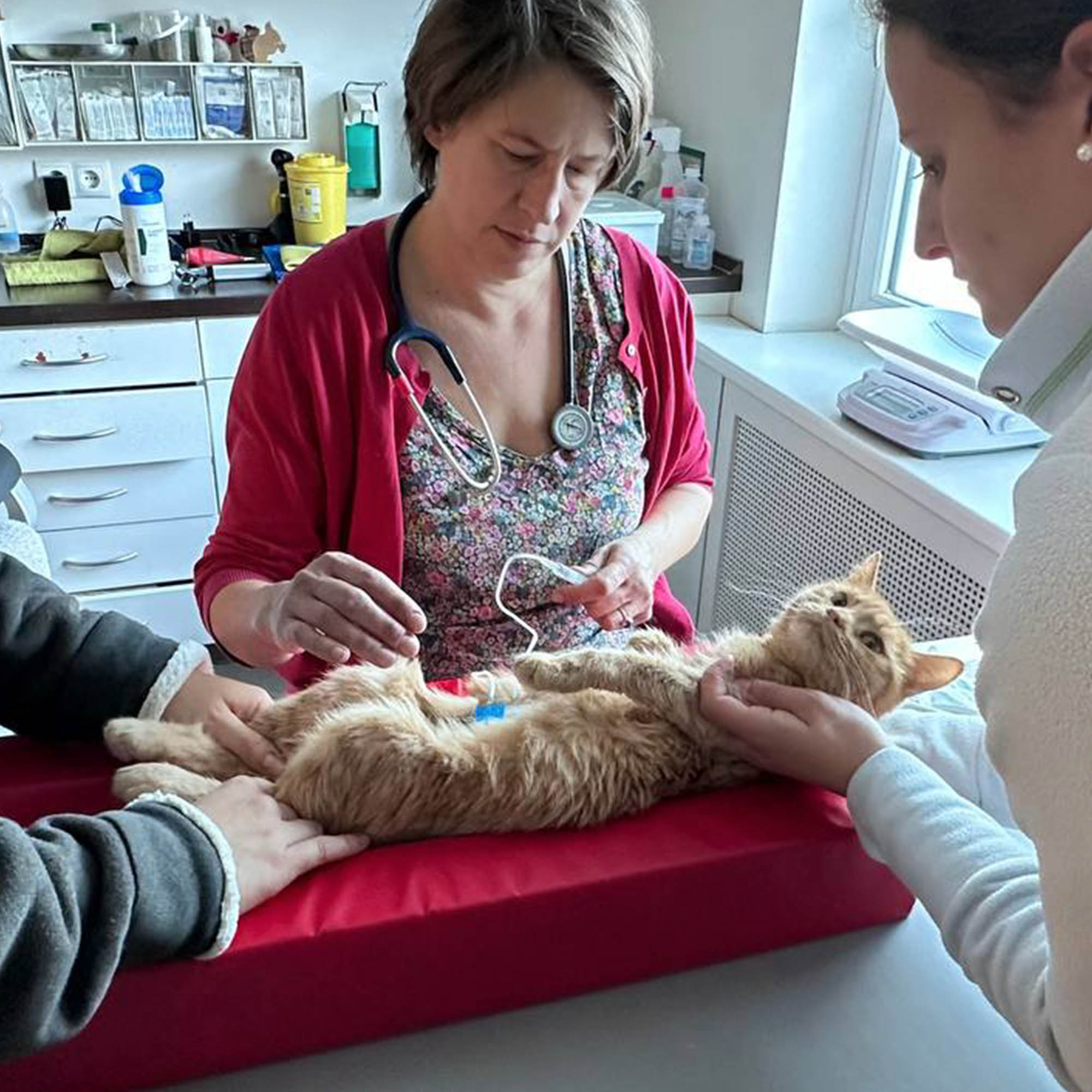 Funded: Busya the Beautiful Cat Warrior is in the Fight of Her Life、mySite、camillekostekn