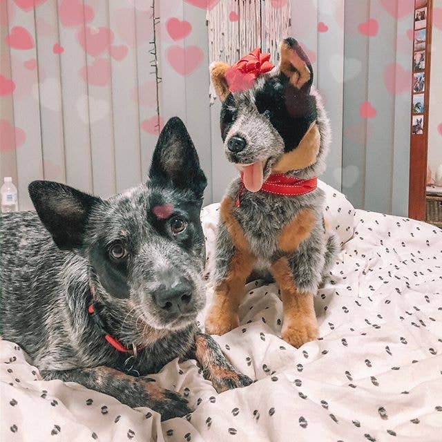 Australian Cattle Dog Lifelike Size 40cm/15.7、mySite、g9winljtr