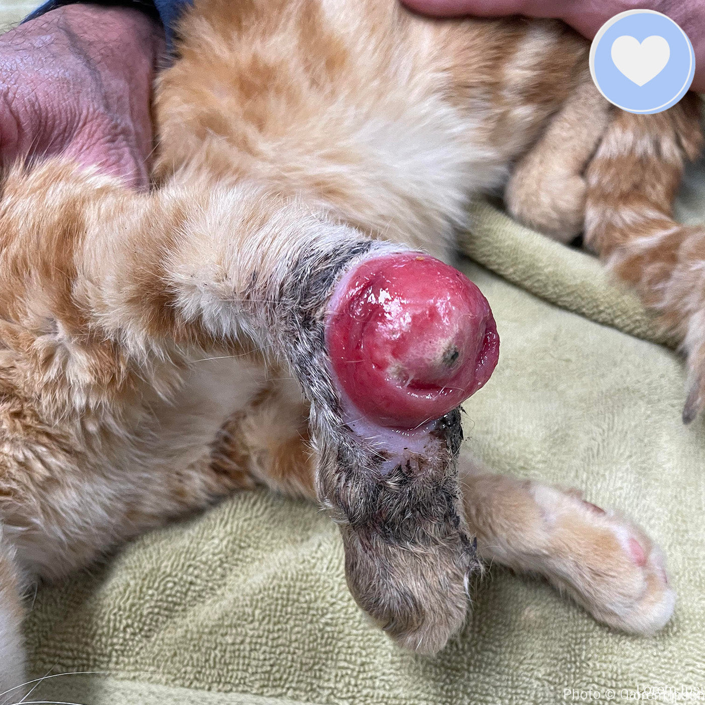 Funded - Help Pogo Walk Again、mySite、camillekostekn