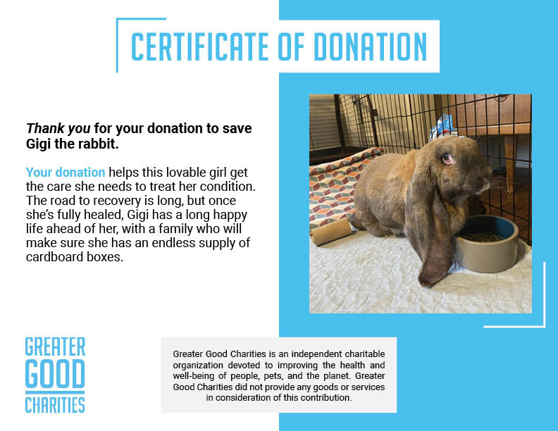 Funded: Help Gigi the Rabbit Heal、mySite、camillekostekn