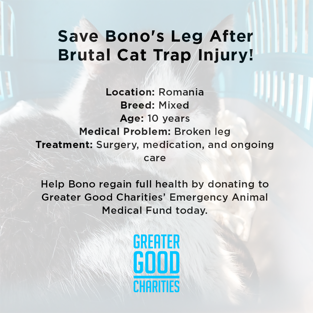 Funded: Save Bono's Leg After Brutal Cat Trap Injury、mySite、camillekostekn