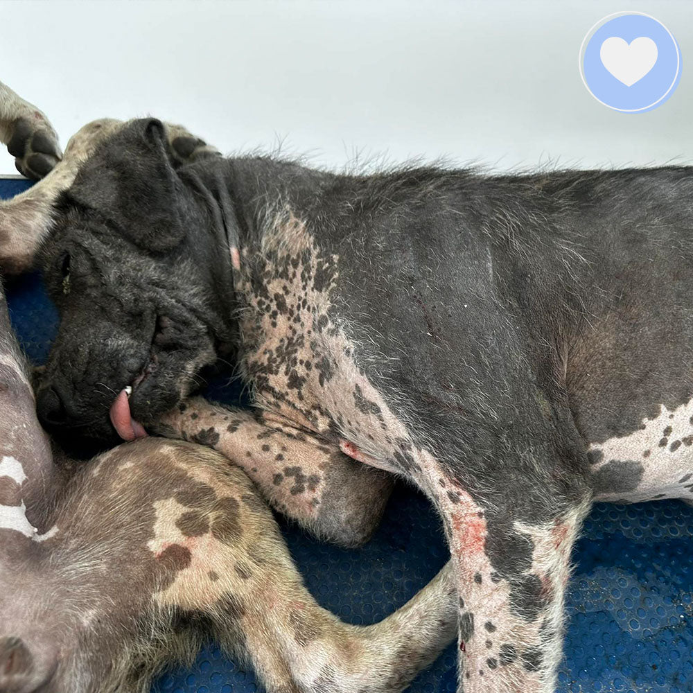 Funded: Hercules Needs Your Help to Get His Strength Back、mySite、camillekostekn