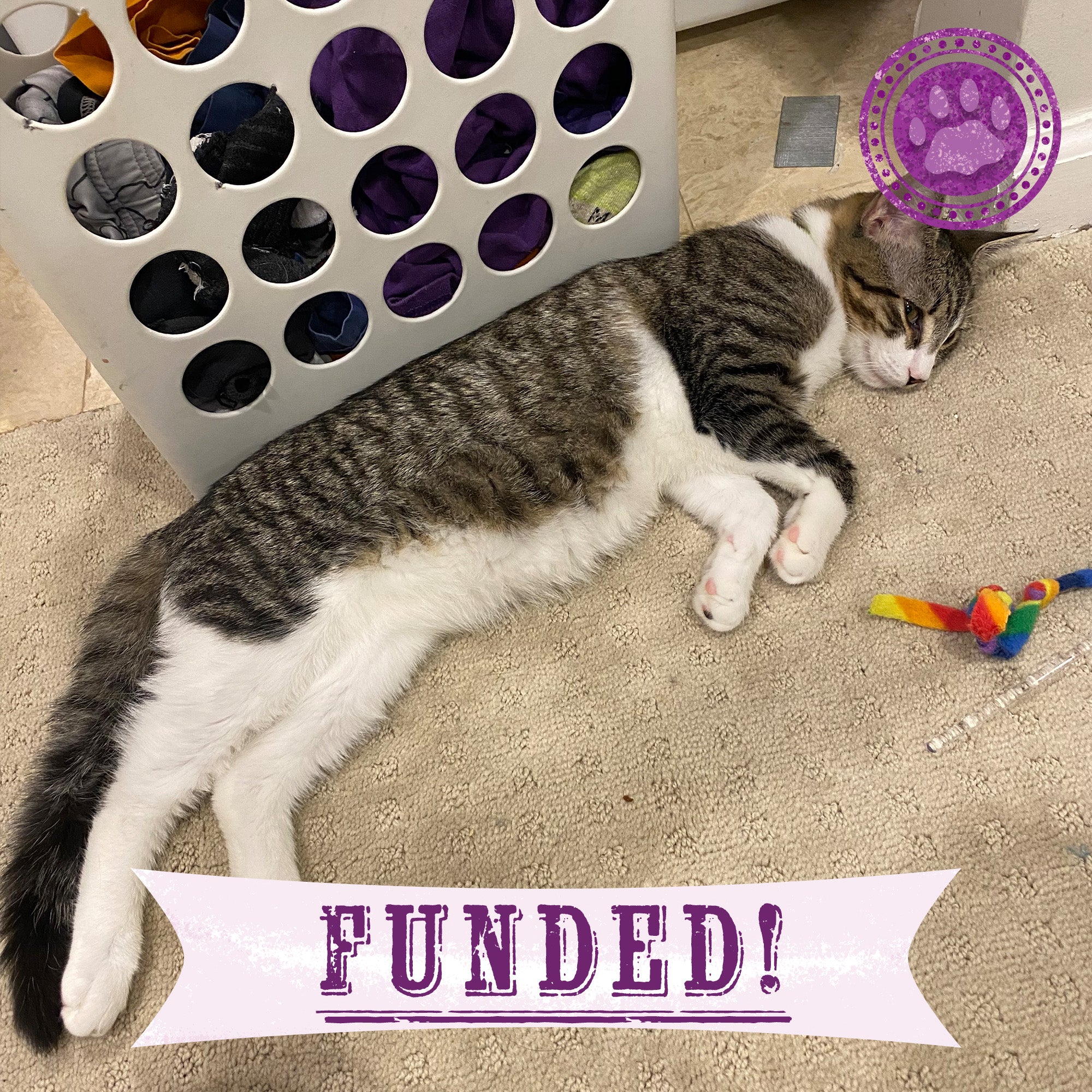 Funded: Give Davey a Second Chance、mySite、camillekostekn