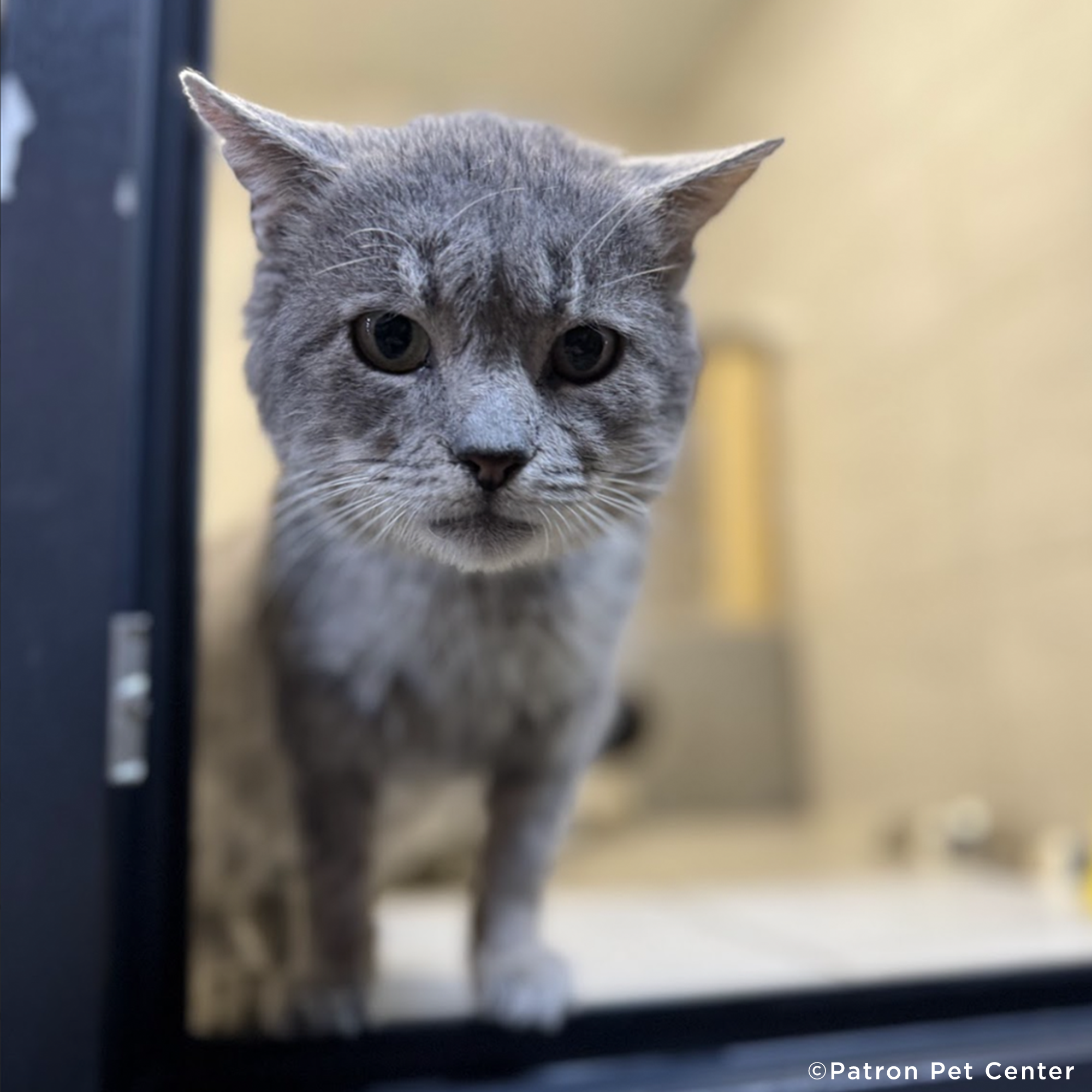 Traumatized Pets Abandoned in Ukraine Need a Safe Haven、mySite、camillekostekn