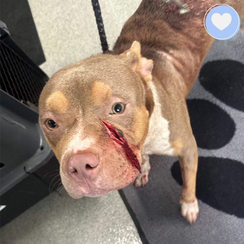 Funded - Help Colima Heal After Trauma & Abuse、mySite、camillekostekn