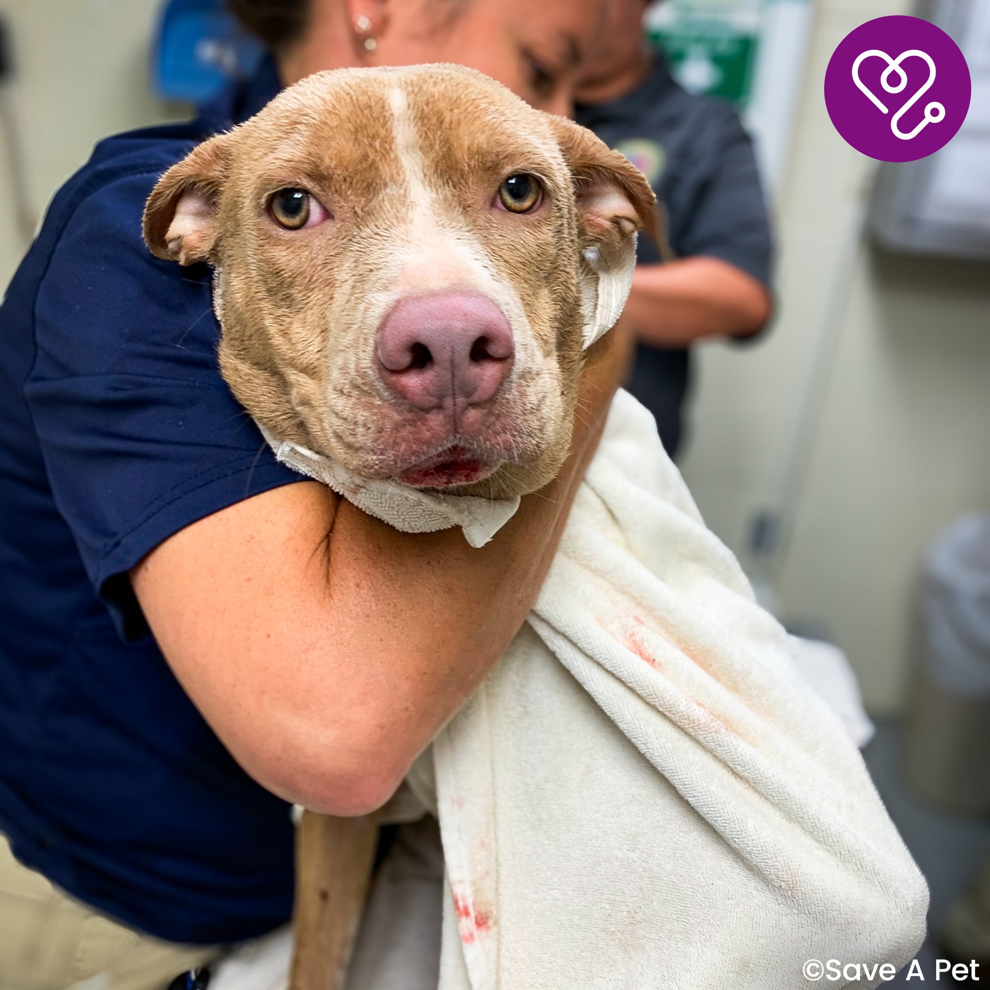 Funded: Help Adonis Heal from Embedded Collar、mySite、camillekostekn