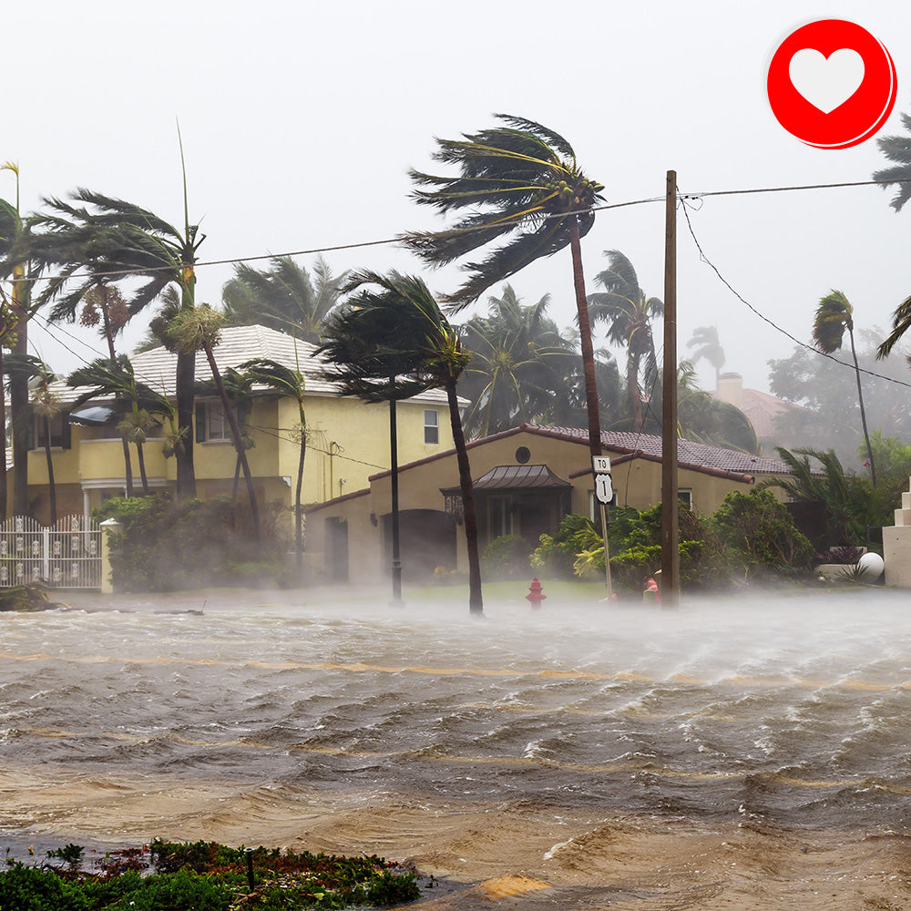 Help People and Pet Victims of Hurricanes、mySite、camillekostekn