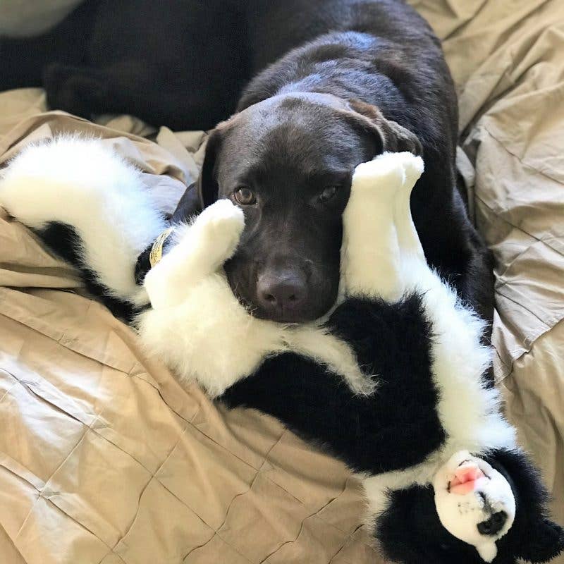 Realistic Large Size Handmade Eco-friendly Plush Border Collie Size 35cm/14 Sitting、mySite、g9winljtr