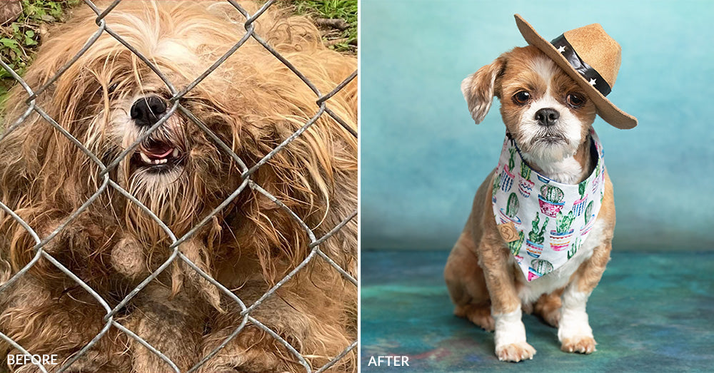 Dirty Dogs: Help Shelters Give Life-Changing Transformations、mySite、camillekostekn