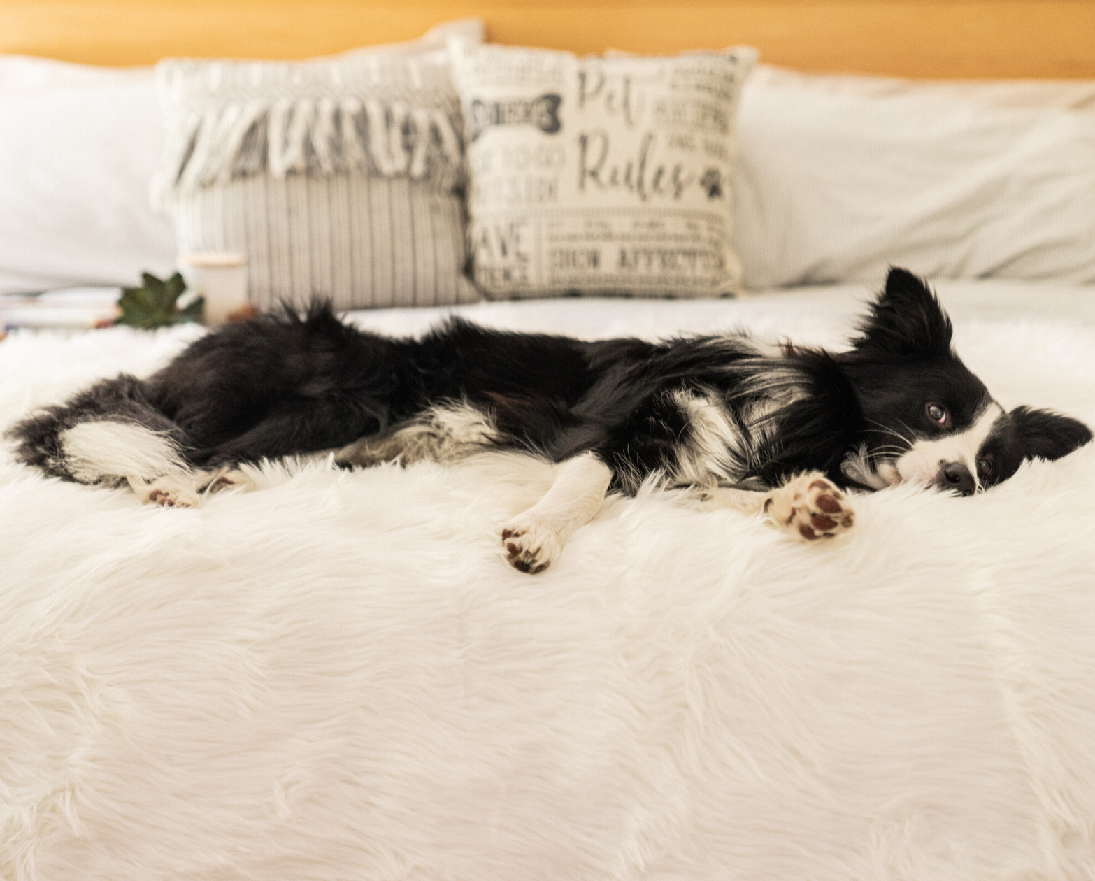 PupRug™ Junior Memory Foam Bed + Matching Waterproof Blanket Bundle - Polar Bear Faux Hide、mySite、solidvoid