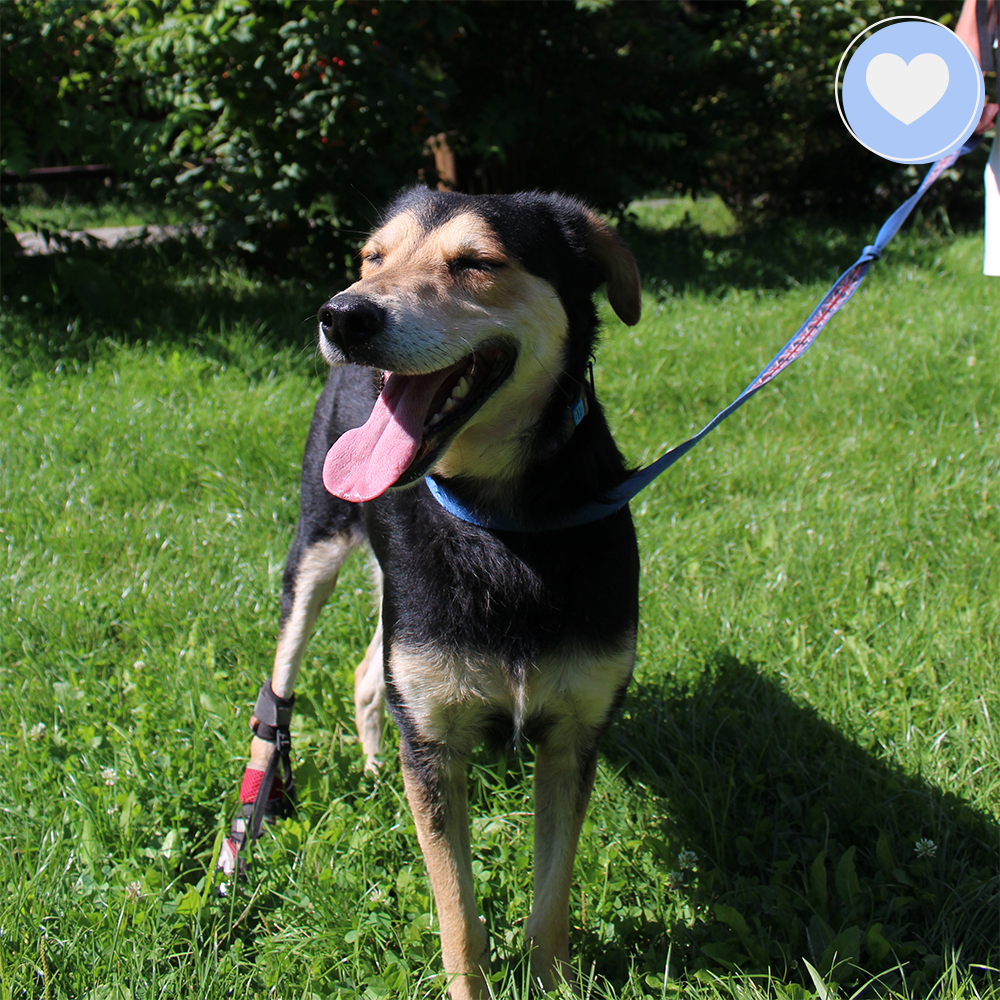 Funded: Bonnie Needs Support After Devastating Injury、mySite、camillekostekn