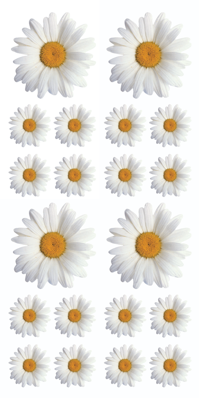  Decorative Stickers - Oxeye Daisy、mySite、ghnorth